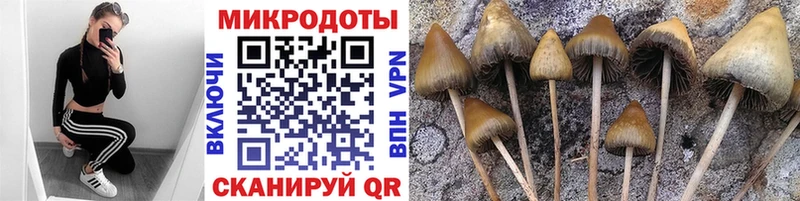 дарнет шоп  Вяземский  kraken зеркало  Галлюциногенные грибы Cubensis 